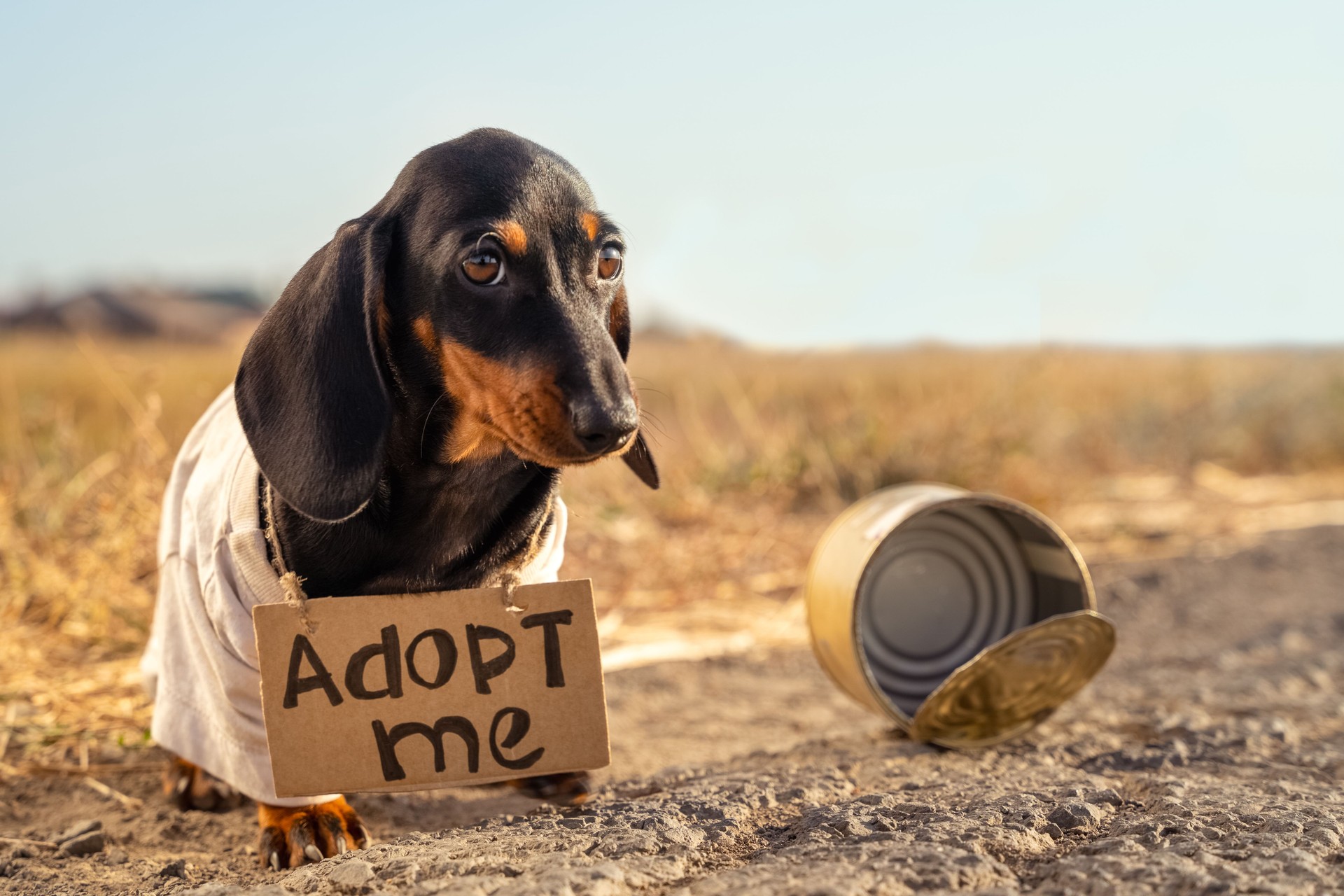 Poor, dirty dachshund puppy in old t-shirt with cardboard sign around neck that says adoption sits on street, empty tin can nearby. Poor, dirty dachshund puppy in old t-shirt with cardboard sign around neck that says adoption sits on street, empty tin can nearby.